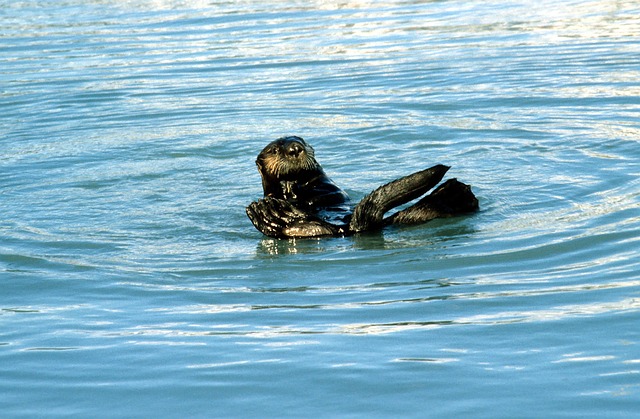 Seeotter, Meer, Alaska, Seeotter