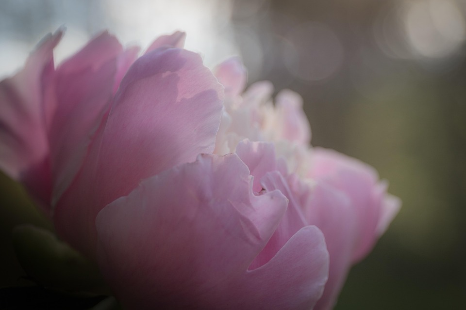 Pfingstrose Garten Blute Kostenloses Foto Auf Pixabay