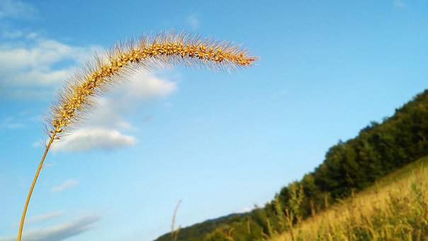 Free Crop Healthy photo and picture