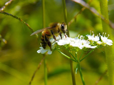Free Bee Pollen photo and picture