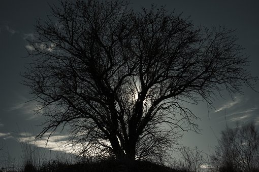 Baggrundsbelysning, Træ, Natur, Landskab