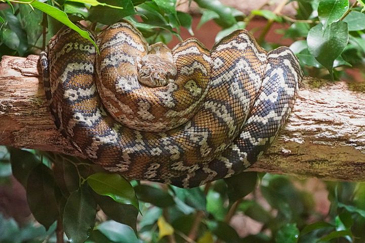 80以上の無料boa Constrictor 爬虫類画像