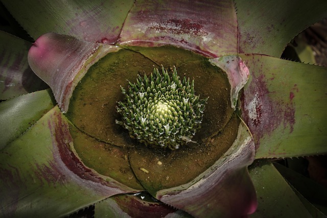 Free Plant Nature photo and picture