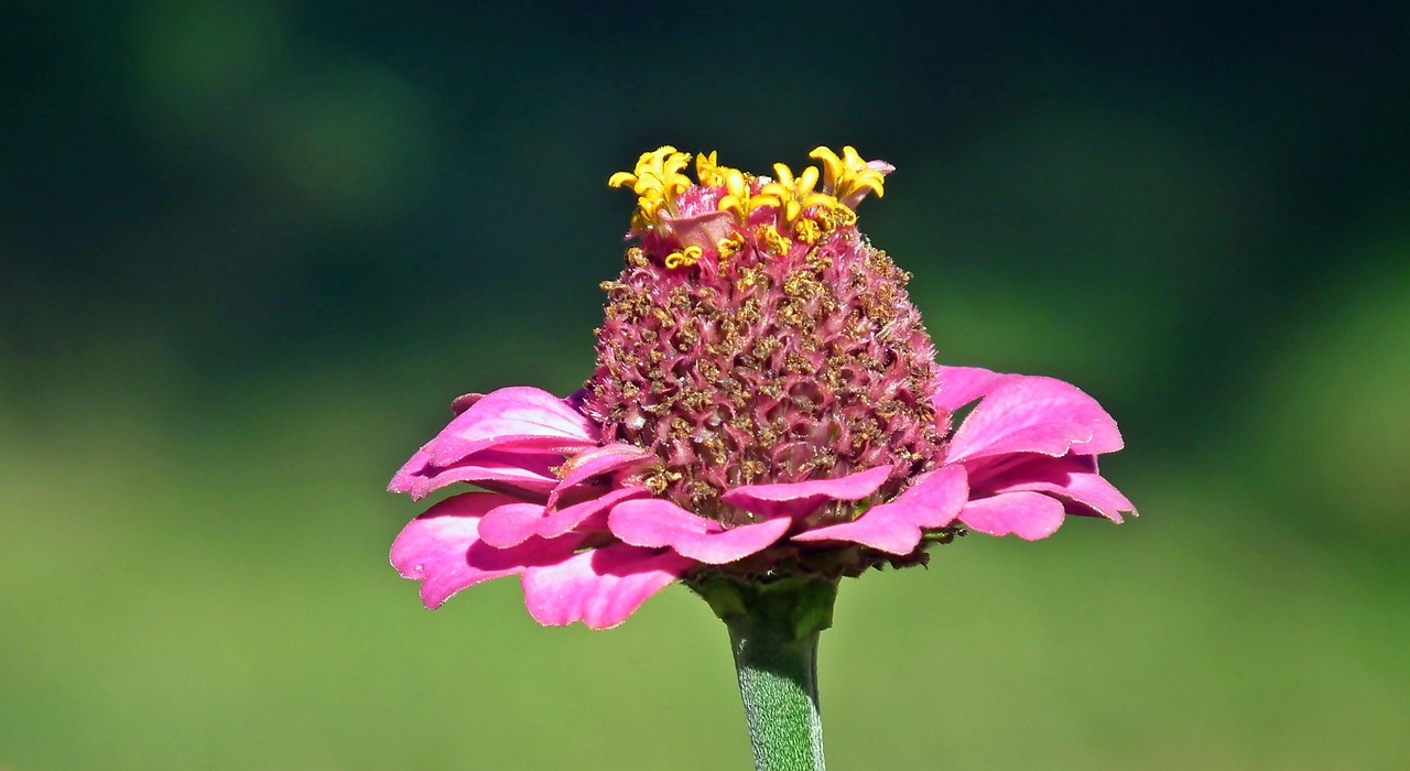 百日草 花 丰富多彩的 - Pixabay上的免费照片 - Pixabay