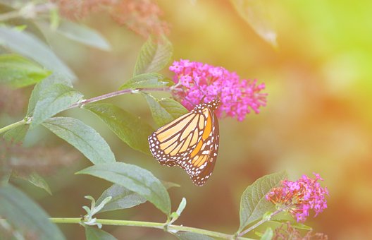 Free Monarch Butterfly photo and picture
