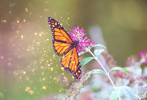 Free Monarch Butterfly photo and picture