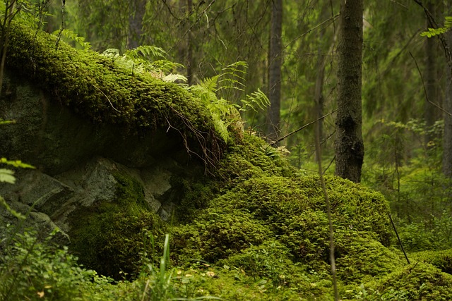 Free Forest Moss photo and picture