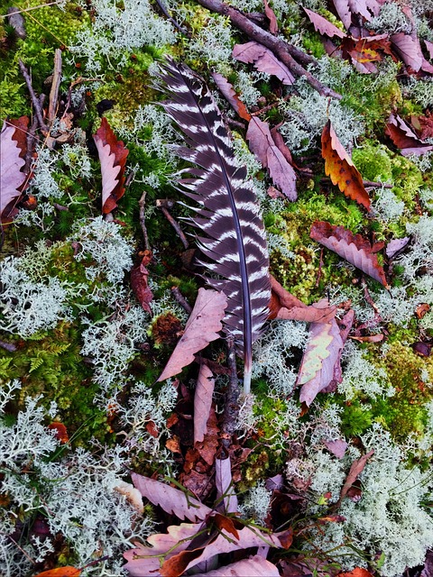 Free Turkey Feather Feather photo and picture