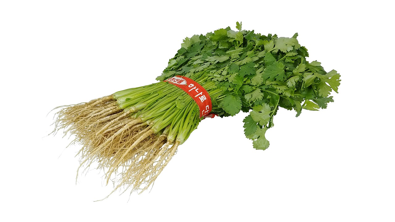 Cilantro Alta Verde Foto gratis en Pixabay Pixabay