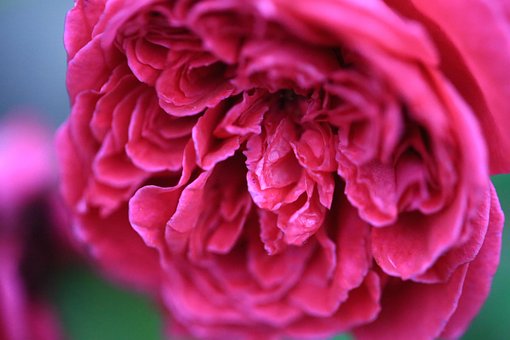 Free Rose Flower photo and picture