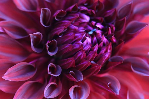Free Dahlia Burgundy photo and picture