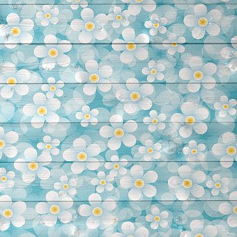 以上の無料デイジー 花画像