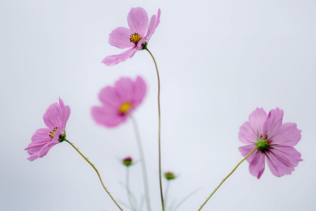 Free Cosmos Field Nature photo and picture