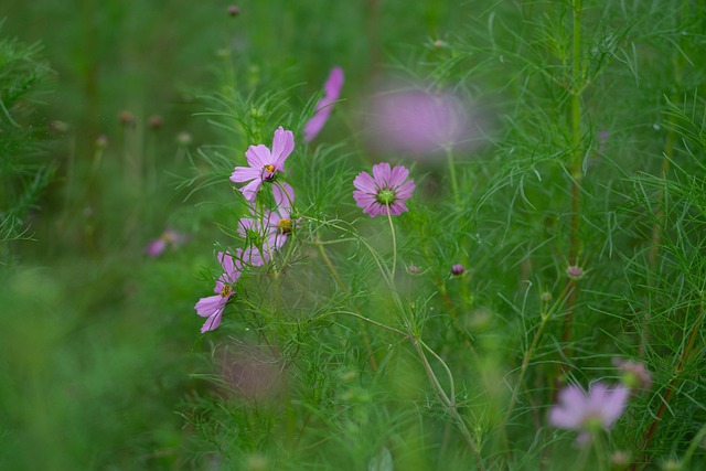 Free Cosmos Flower Wallpaper photo and picture