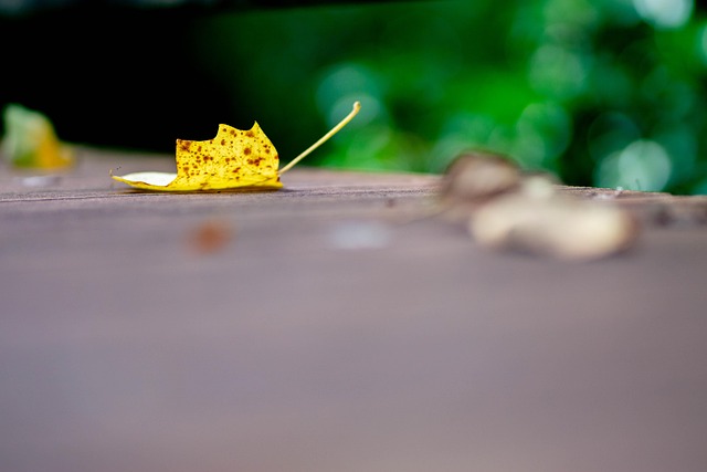 Free Leaf Nature photo and picture