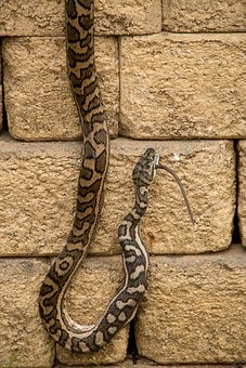 10 Free Teppich Schlange Snake Images Pixabay