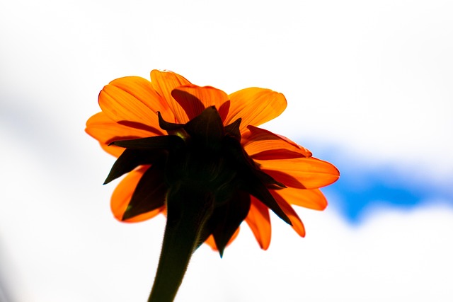 Free Daisy Orange Daisy photo and picture