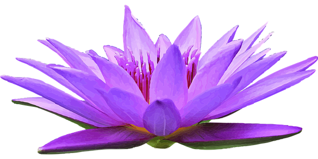 Free water lily beautiful flowers water vector