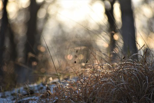 Free Grass The Snow photo and picture