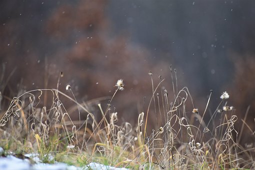 Free Grass The Snow photo and picture