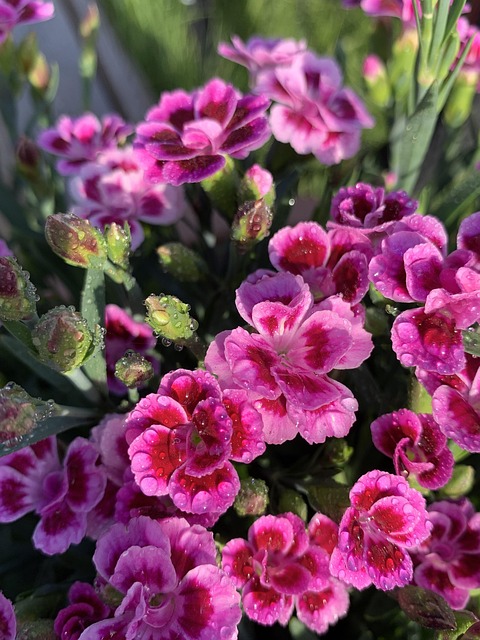 Free Flowers Nature photo and picture