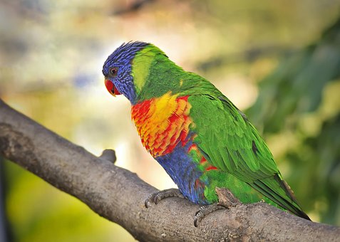 Free Animals Parrot photo and picture