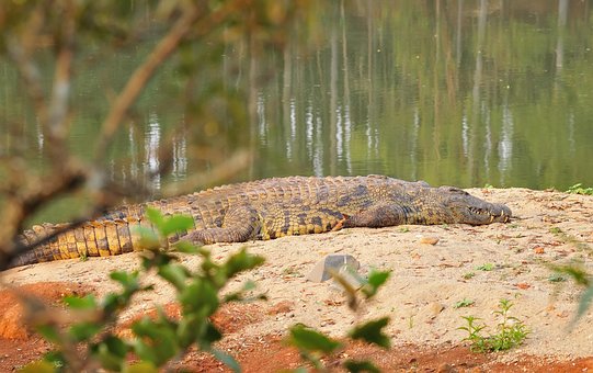 Free Animals Safari photo and picture