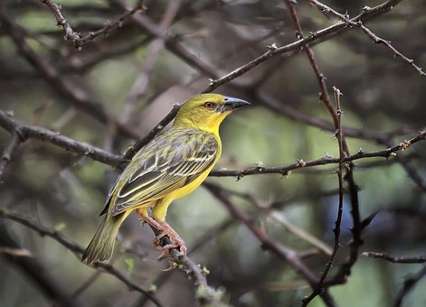 Free Bird Twigs photo and picture