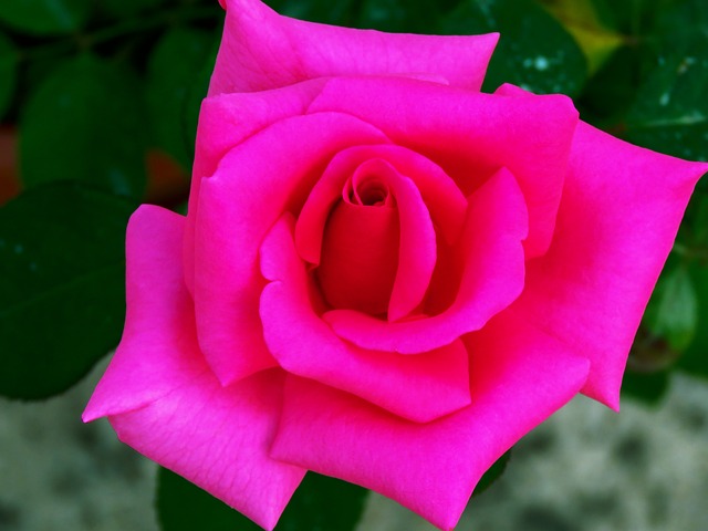 Rosa Puro Rose - Foto gratis su Pixabay - Pixabay