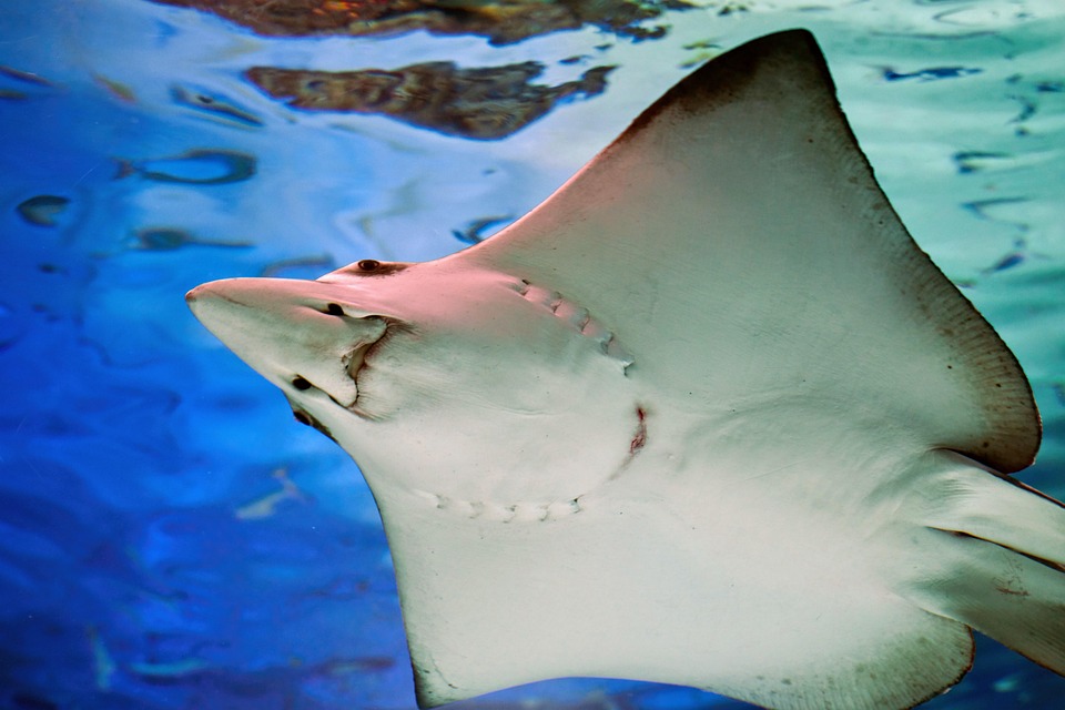 エイ 水族館 魚 - Pixabayの無料写真