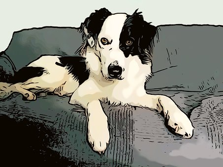 Hund, Border Collie, Collie, Dyr