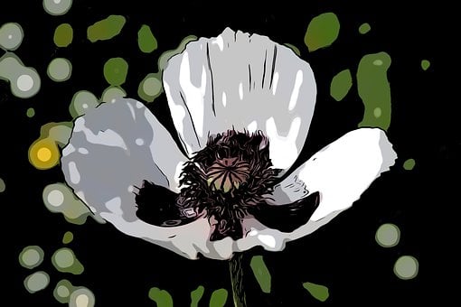 Valmue, Blomst, Have, Natur