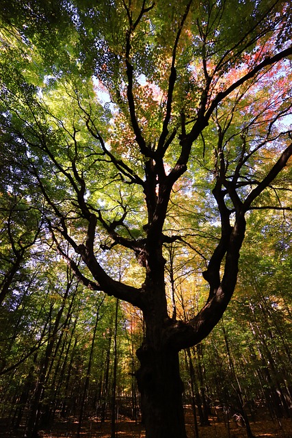 Free Earth Hour Maple photo and picture