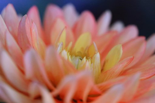Free Dahlia Flower photo and picture