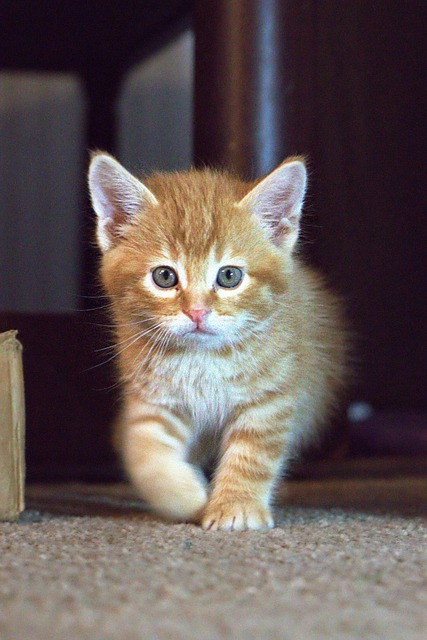 Free Kitten Cat photo and picture