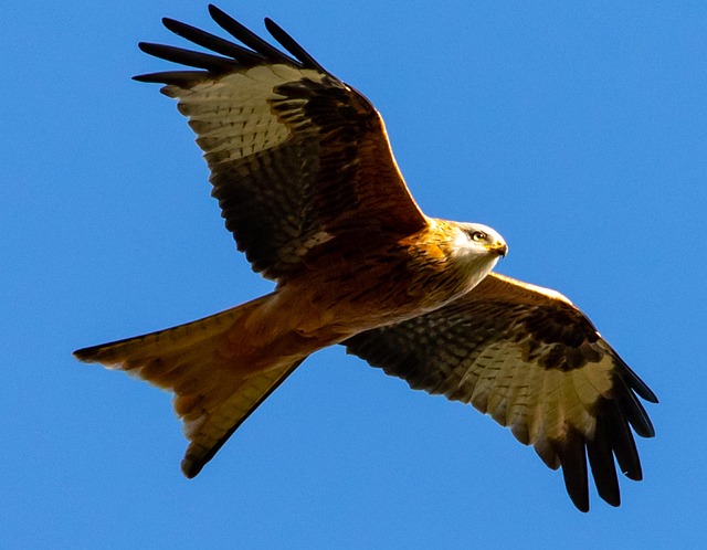 Red Kite Flying Soaring Free Photo On Pixabay Red Kite Flying Soaring Free Photo On Pixabay