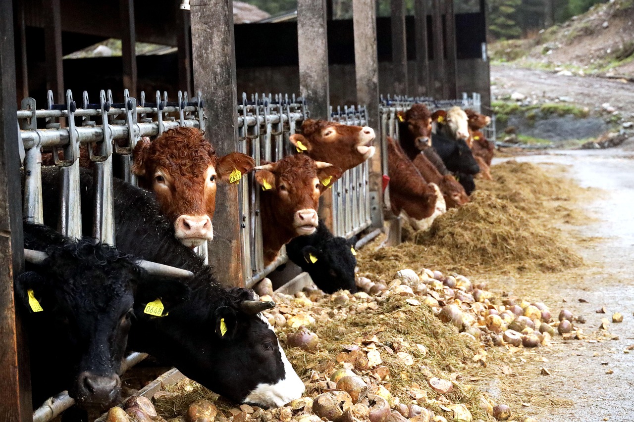 Cattle - free online jigsaw puzzle photo