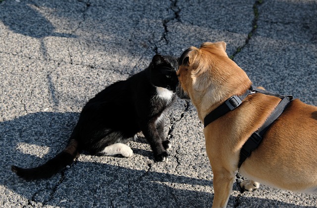 Een Vergadering, Hond En Kat, Vrienden