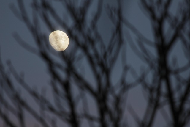 Lua, Árvore, Noite, Misterioso