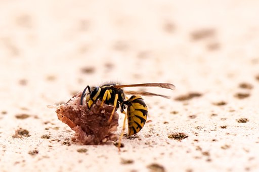 Hveps, Insekt, Makro, Natur, Dyr, Tæt Op