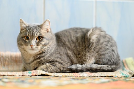 Katze, Tier, Grau, Haustier, Augen