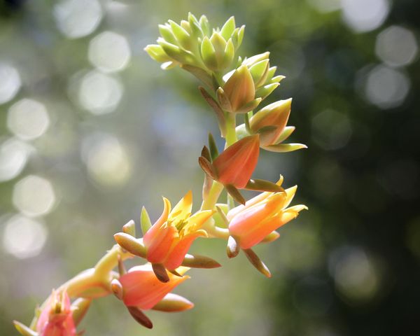 100以上の無料ベンケイソウ科 厚葉植物画像 Pixabay 100以上の無料ベンケイソウ科 厚葉植物画像 Pixabay