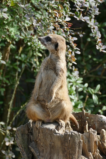 Free Meerkat Animal photo and picture