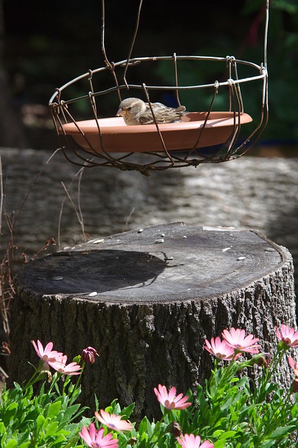 Free Sparrow Flower Background photo and picture
