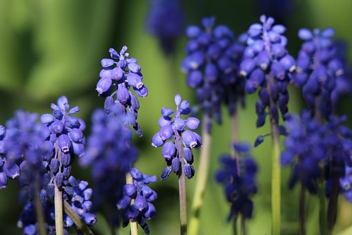 Modrica, Jardins, Flora, Fundo Flor