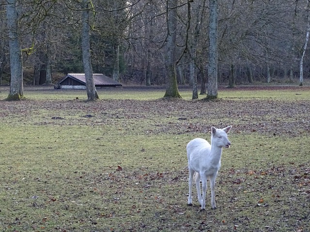 Free Deer Albino photo and picture