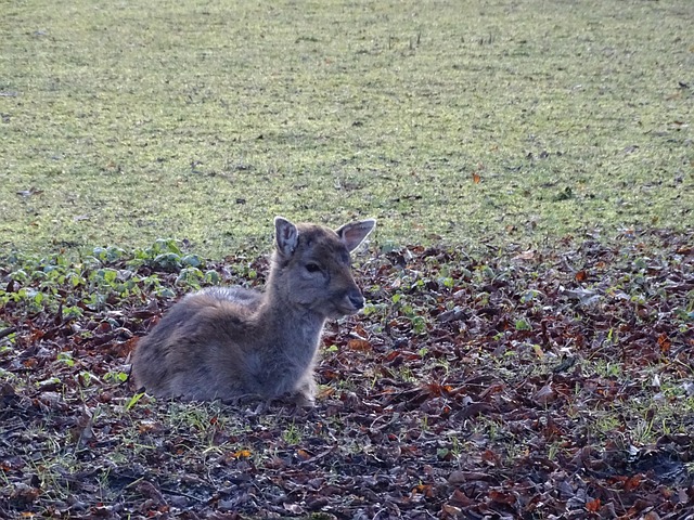 Free Deer Fawn photo and picture