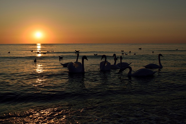 Free Twilight Swans photo and picture