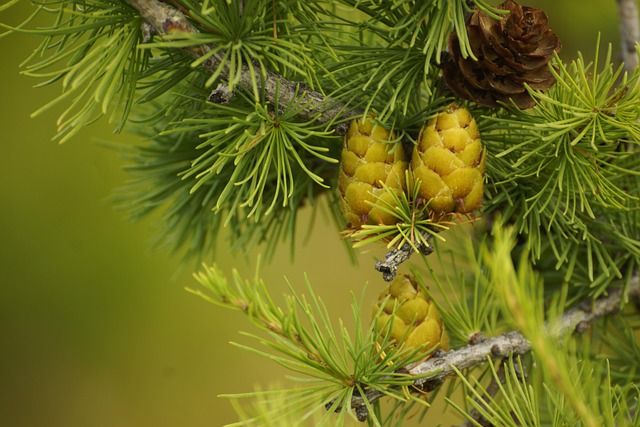 Free Cedar Bump photo and picture