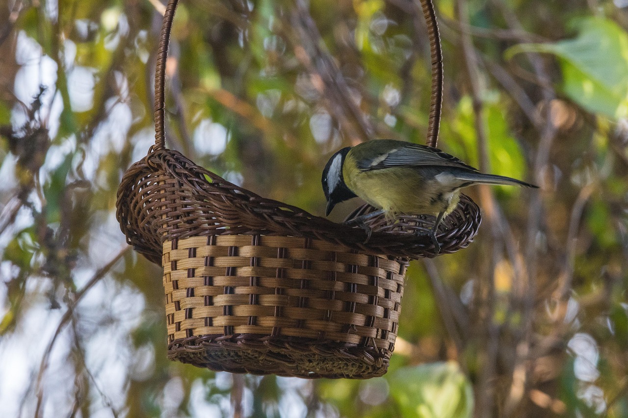 Free Nature Feeding photo and picture